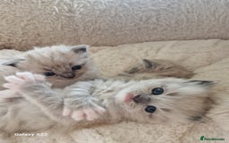 RagaMuffin cats for sale: Ragamuffin kitten's  - Image 4