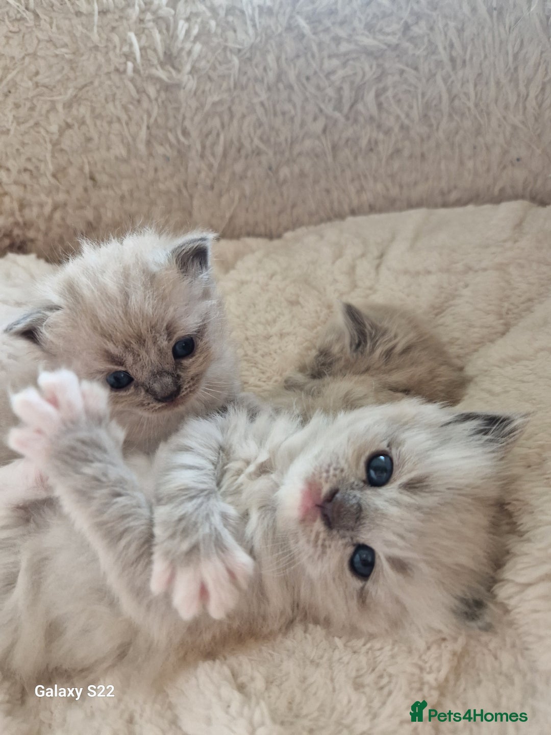 RagaMuffin cats for sale: Ragamuffin kitten's  - Image 4