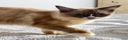 Ragdoll cats for sale: 4 Beautiful and Playful Ragdolls - Advert 16