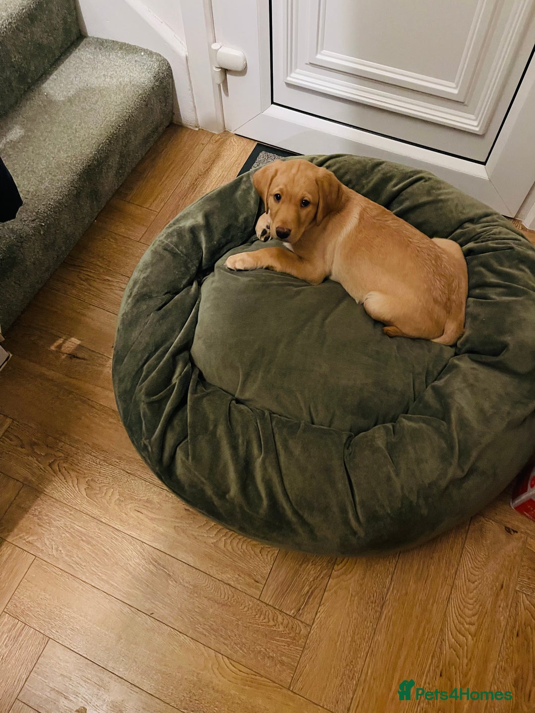 Labrador Retriever dogs for sale: Beautiful female Labrador-Healthy & Well-Cared-For - Advert 6