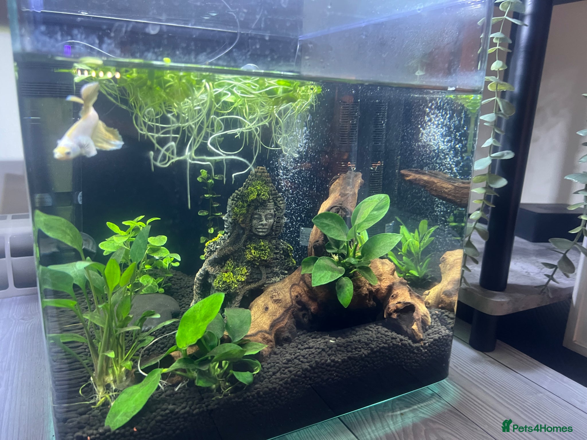 Bettas fish Elephant ear beta fish for sale with tank - Advert 2