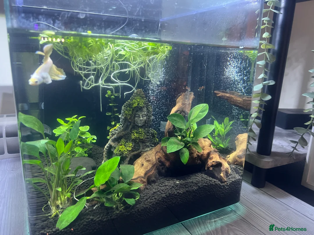 Bettas fish for sale: Elephant ear beta fish for sale with tank in Telford - Advert 1