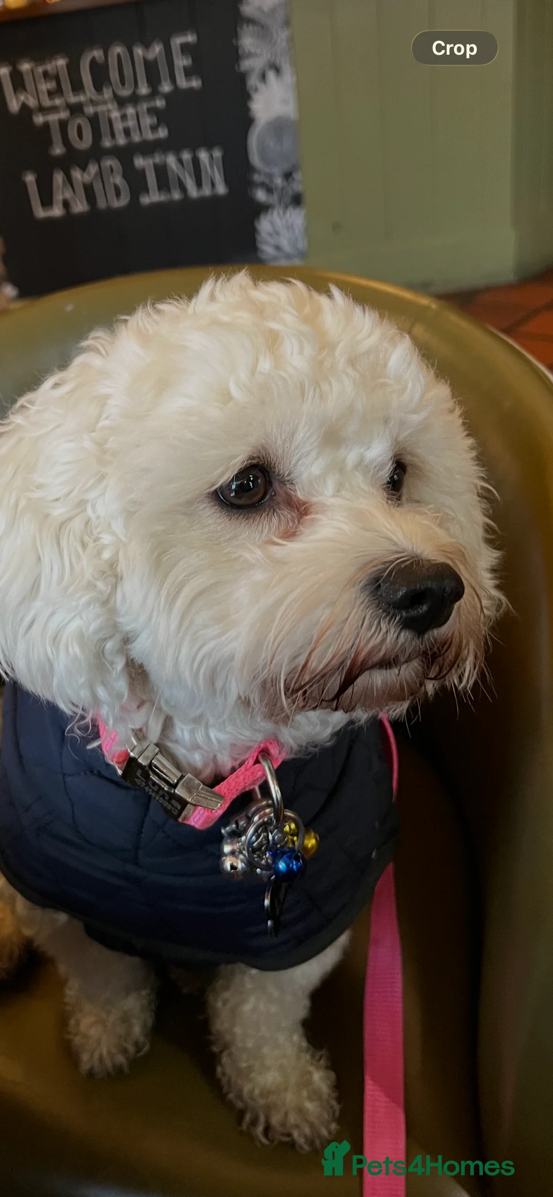 Mixed Breed dogs for sale: Beutiful cavapooshions   - Advert 8