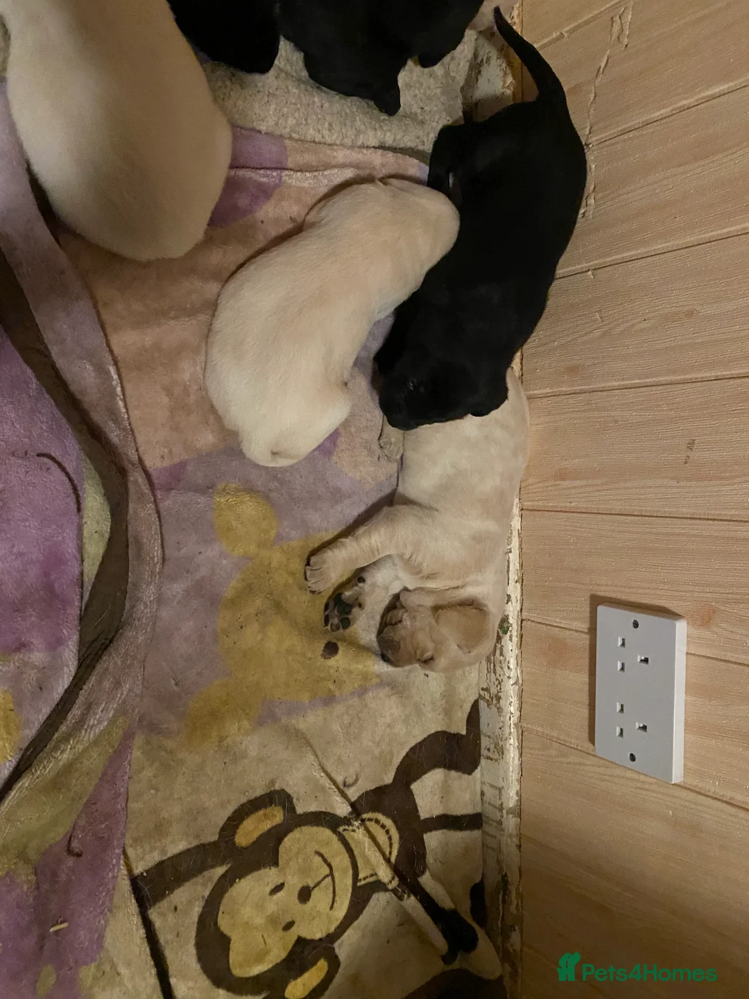 Labrador Retriever dogs for sale: Lovely Labrador puppies  in Bourne - Advert 11