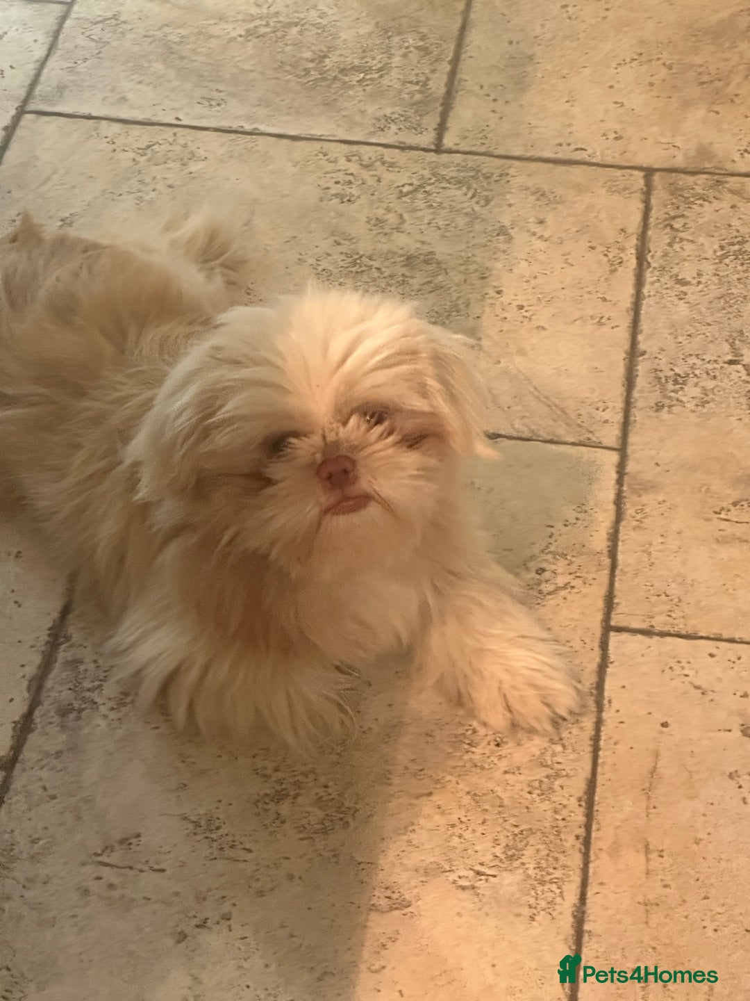 Shih Tzu dogs for sale: Shih Tzu Puppy “Joe”  - Advert 4