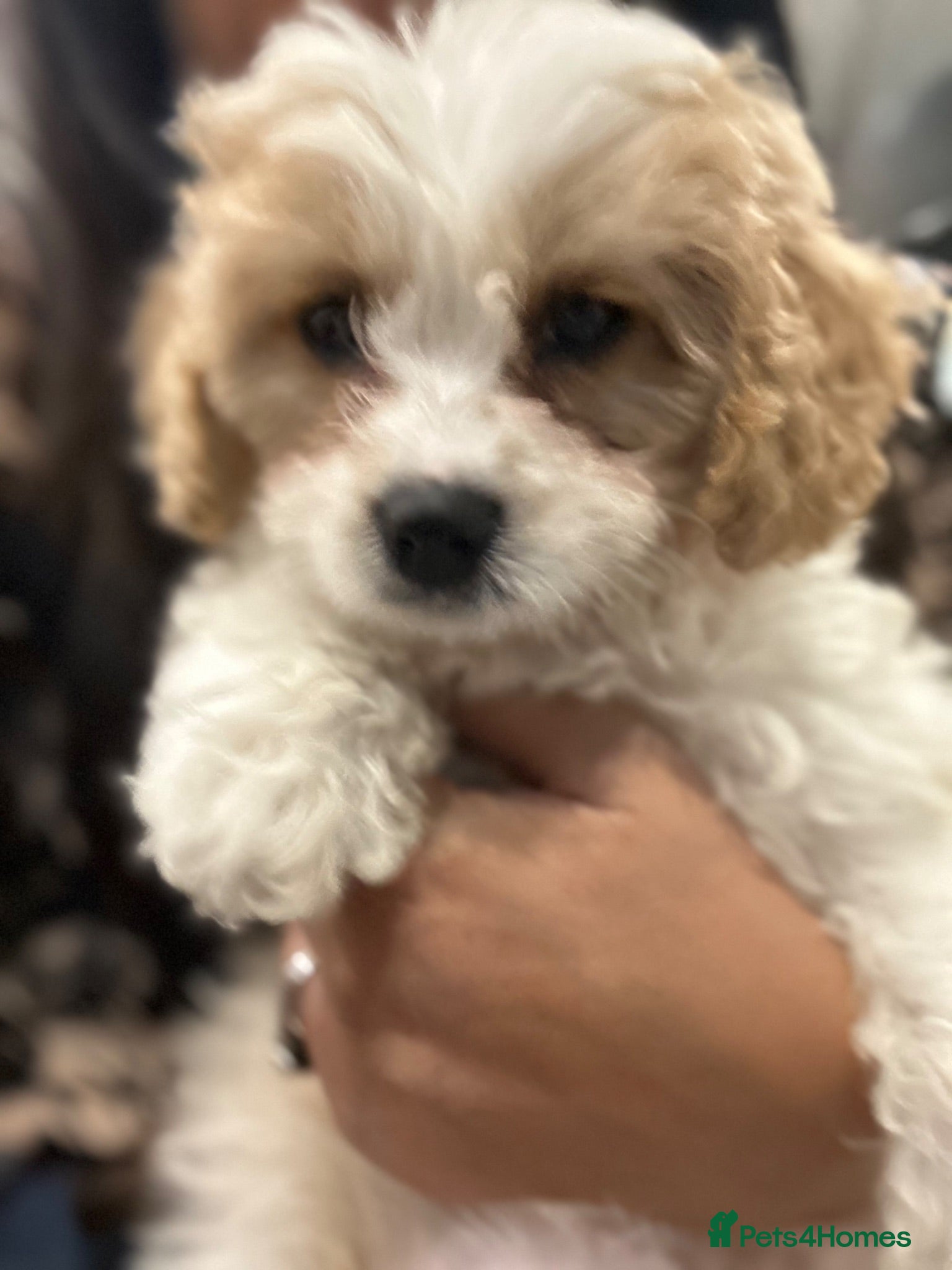 Cavapoo dogs F1 Girl (1 left) Cavapoo - health tested parents  - Advert 1