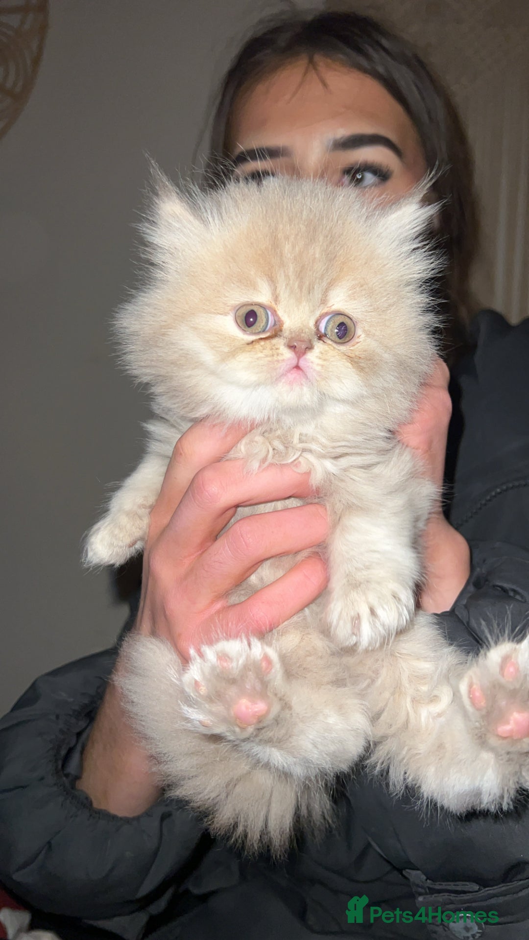 Persian cats for sale: 3 Persian kittens  - Advert 1