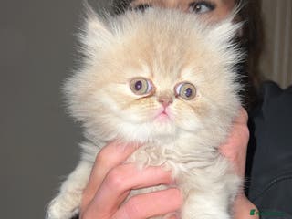 Persian cats 3 Persian kittens - Advert 15