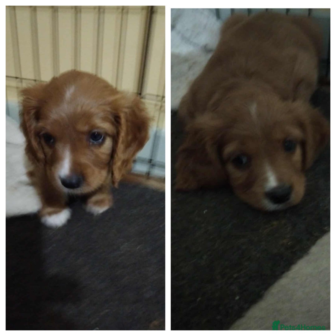 Cockalier dogs for sale: 🐾 Gorgeous Cockerlier Puppies – 3 left!🐾 - Image 5