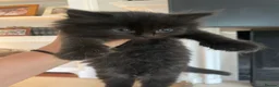 Mixed Breed cats for sale: Ragdoll mix beautiful black babies - Advert 8
