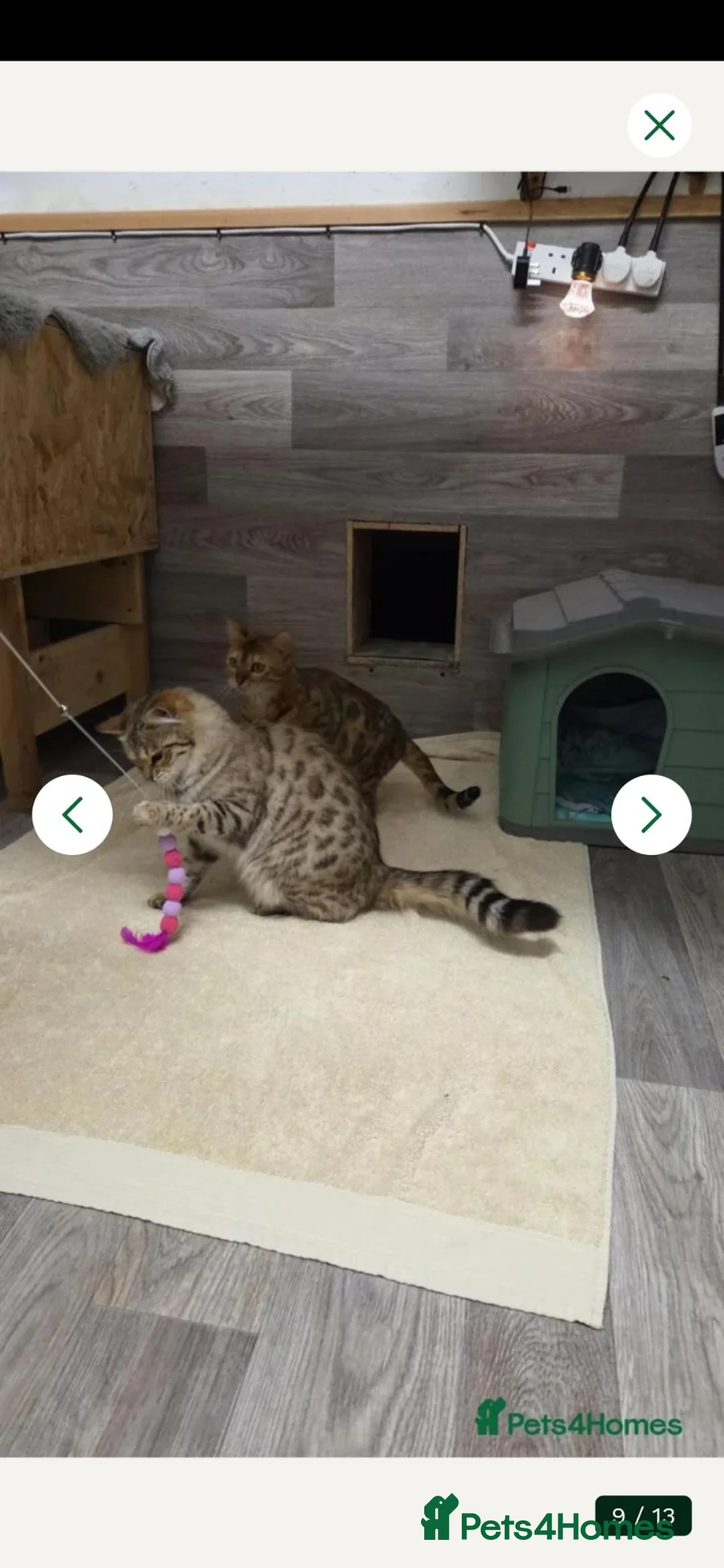 Bengal cats for sale: FULL CASHMERE FEMALE  - Advert 19
