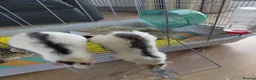 Rat rodents for sale: 2 male rats in Thetford - Advert 2