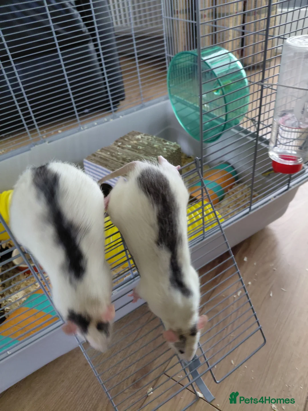 Rat rodents for sale: 2 male rats in Thetford - Advert 2