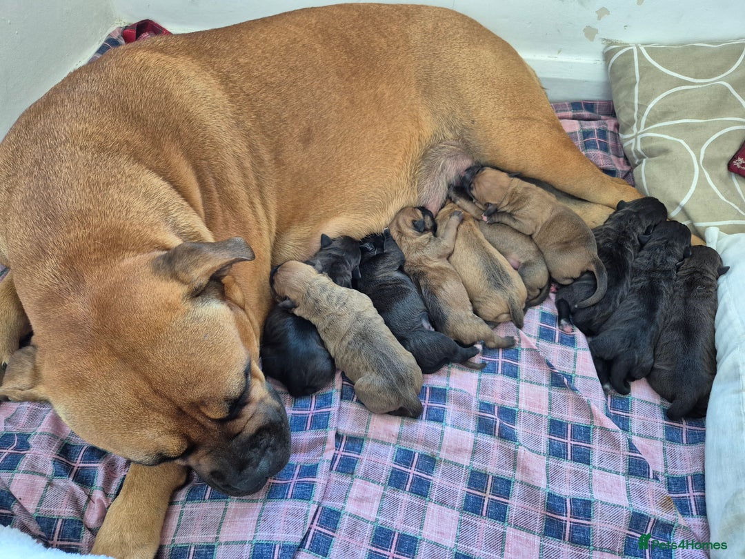 Mixed Breed dogs for sale: Bullmastiff x puppies 🐶  - Advert 5