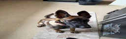 Belgian Shepherd Dog dogs for sale: 6 month old male belgian malinois in Warminster - Advert 3