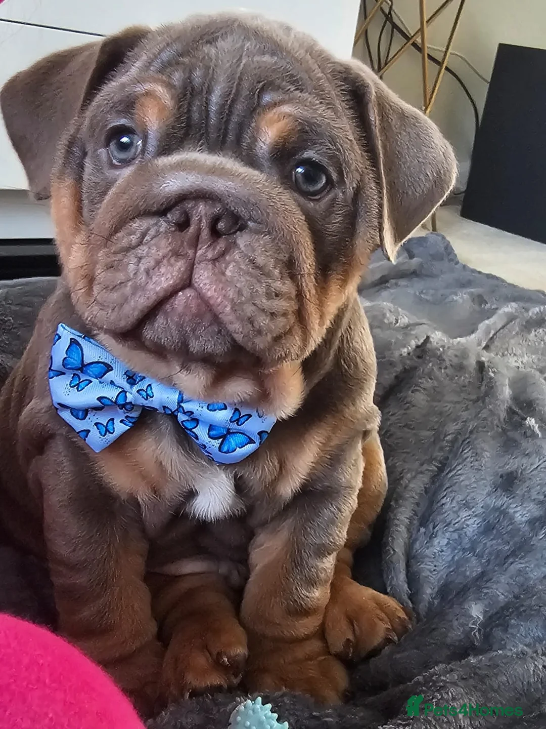 English Bulldog dogs for stud: Proven Full suit lilac and tan KC Bulldog for stud in Huddersfield - Advert 6