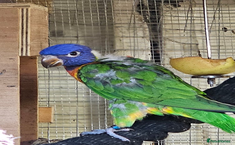Mixed Breed birds - Advert 14