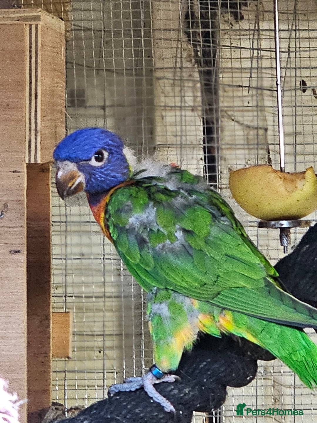 Mixed Breed birds for sale: Swansons rainbow lorikeet  - Image 1