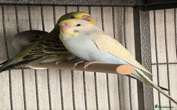 Budgerigars birds for sale: Baby budgies 8 weeks  - Image 10