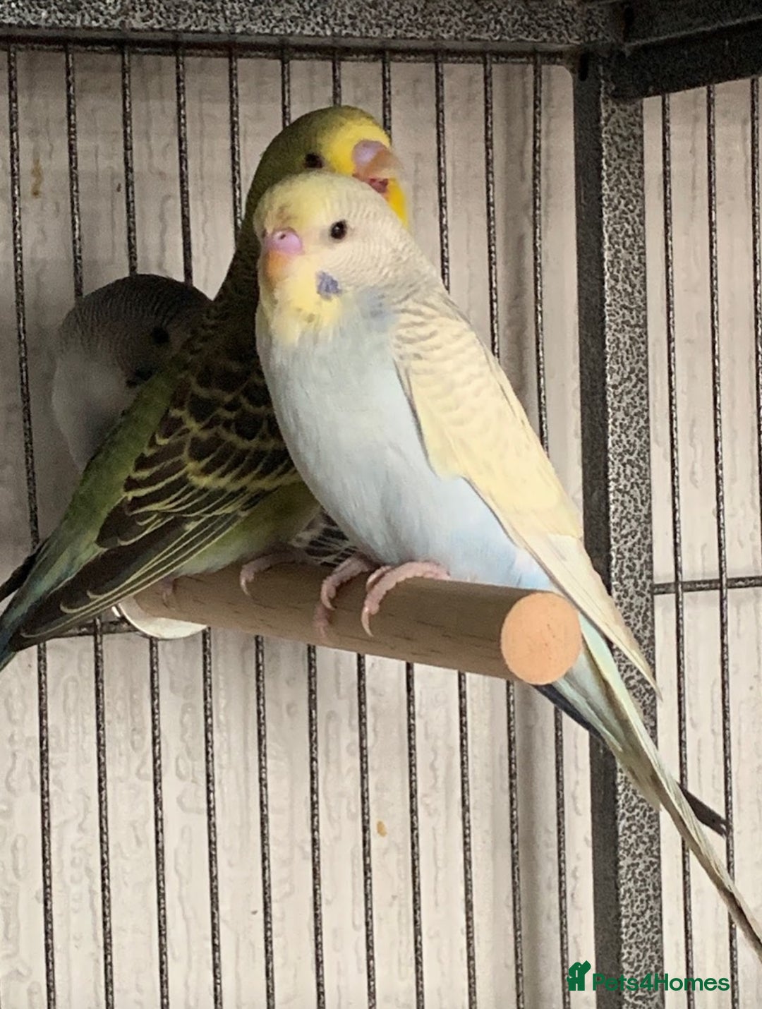 Budgerigars birds for sale: Baby budgies 8 weeks  - Image 10