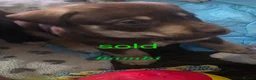 Mixed Breed dogs for sale: Husky cross staffy puppies  - Advert 33