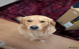 Golden Retriever dogs for stud: Fully Health Tested KC Golden Retriever For Stud in Saltcoats - Image 4