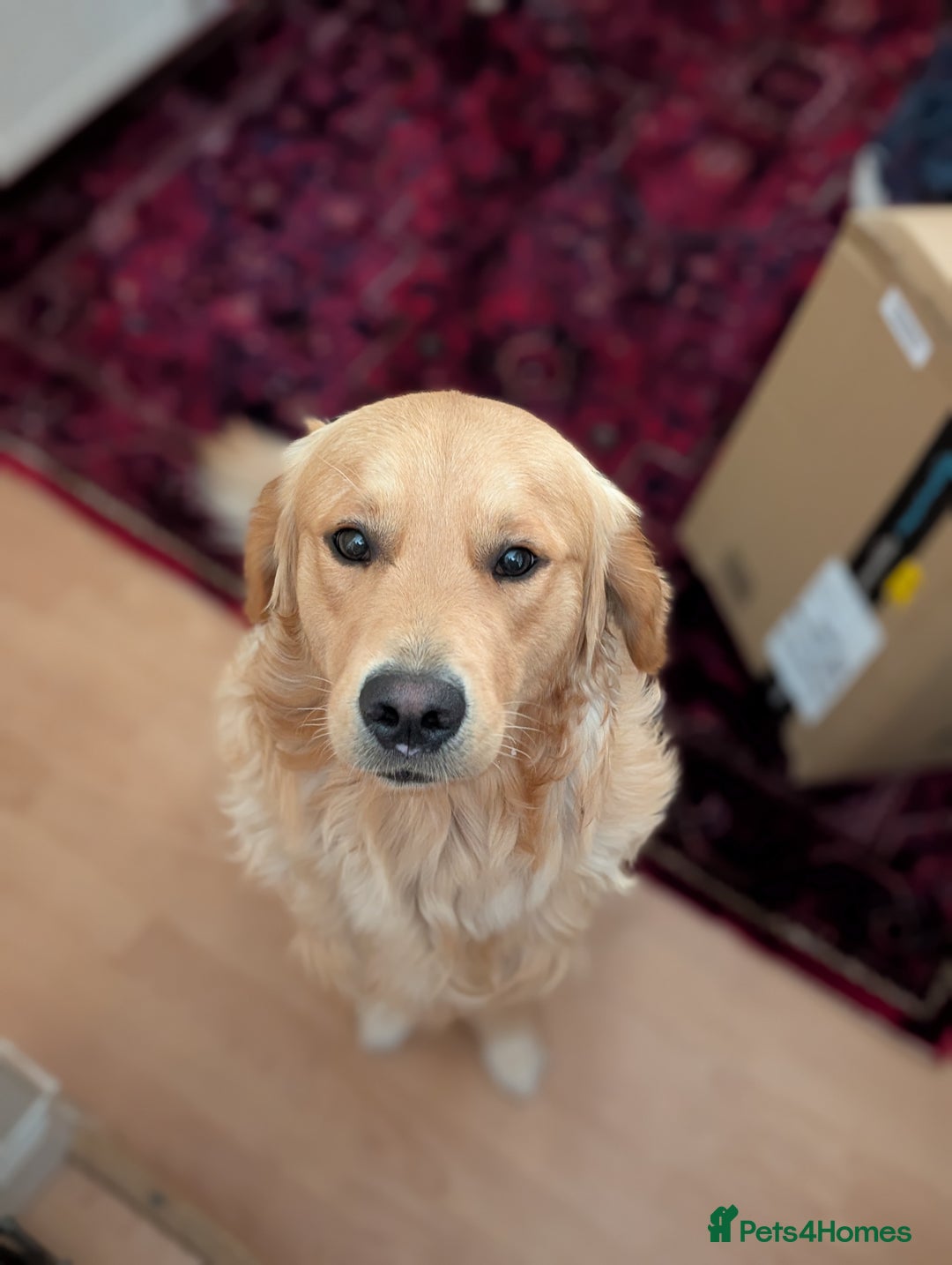 Golden Retriever dogs for stud: Fully Health Tested KC Golden Retriever For Stud in Saltcoats - Image 4