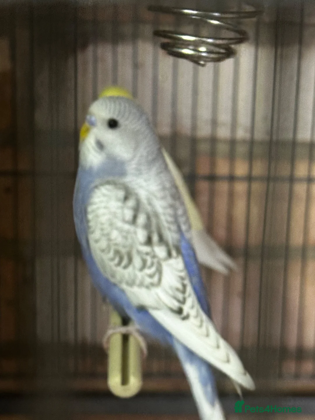 Budgerigars birds for sale: 5 beautiful baby budgies with a cage  - Advert 2