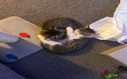 Mixed Breed cats for sale: 2 beautiful tabby girls and 1 Black & white Boy - Image 15