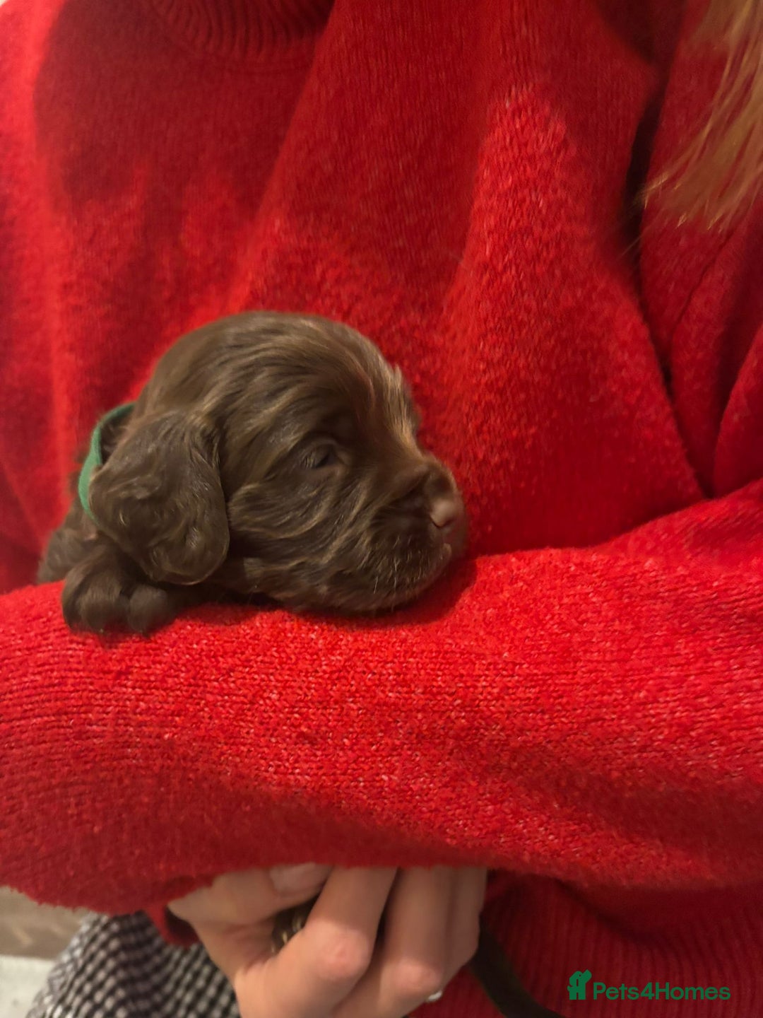 Cocker Spaniel dogs for sale: Litter of Cocker Spaniels ready for New Year - Advert 20