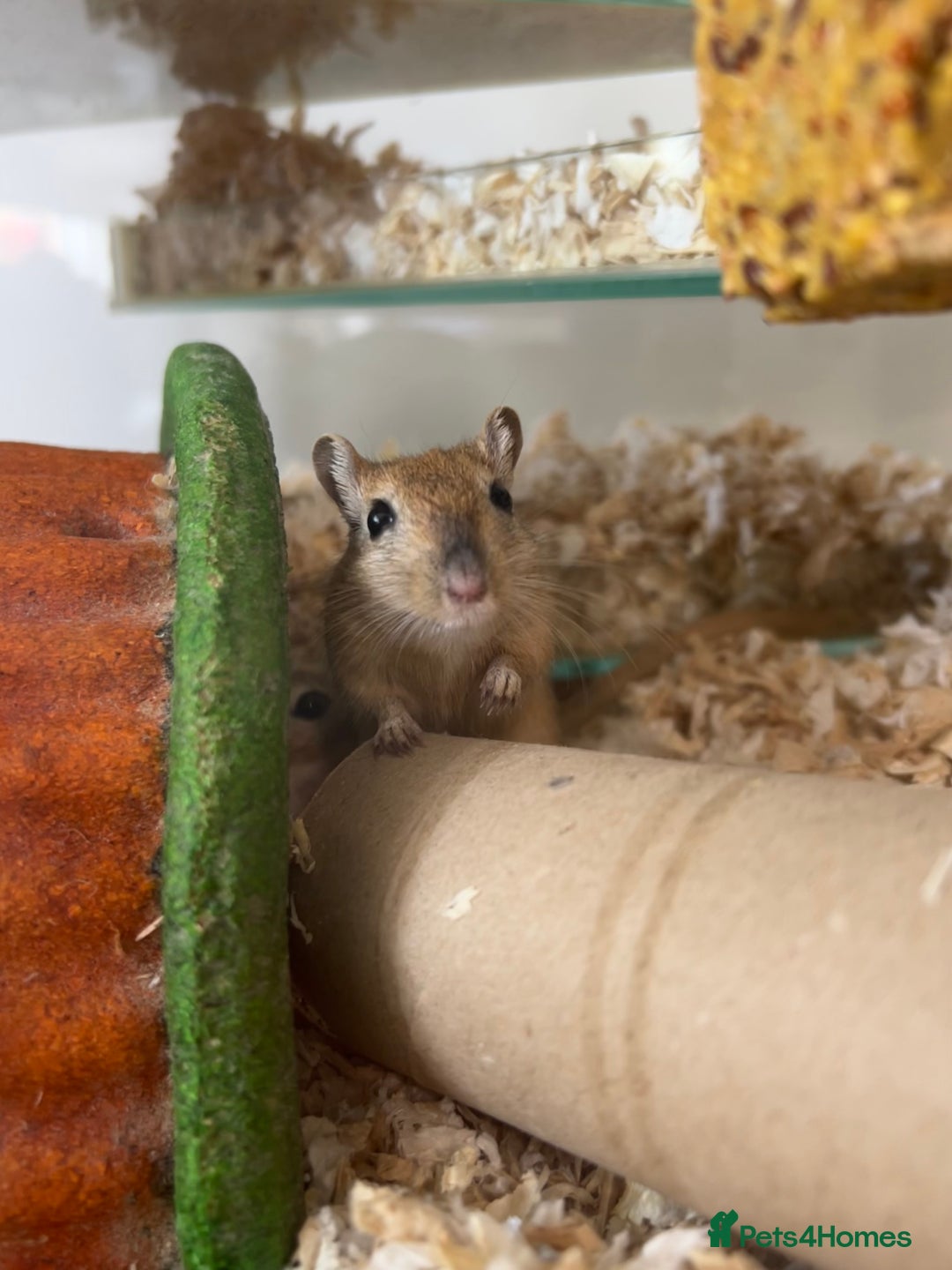 Gerbil rodents for sale: 2 Male Gerbils. OPEN TO OFFERS - Image 5