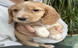 Cocker Spaniel dogs for sale: Beautiful Red Cocker Spaniel Puppies - Image 5