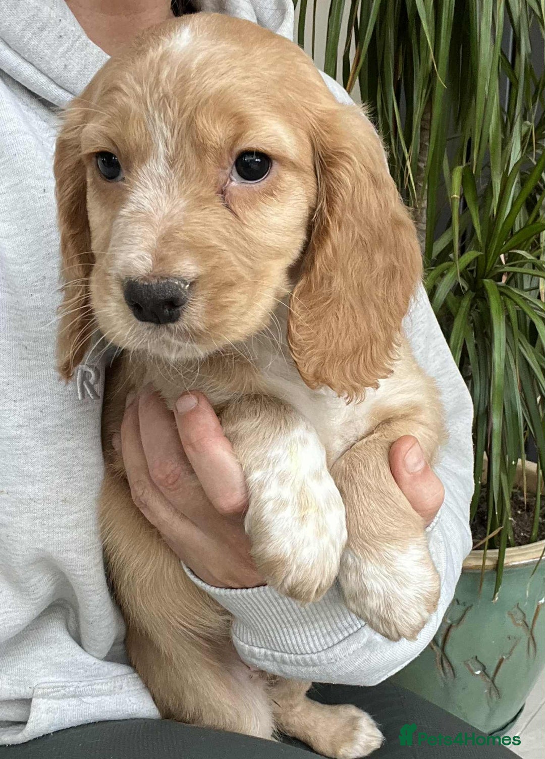 Cocker Spaniel dogs for sale: Beautiful Red Cocker Spaniel Puppies - Image 5