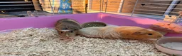 Guinea Pig rodents for sale: Two female guinea pigs 4 months old - Advert 5