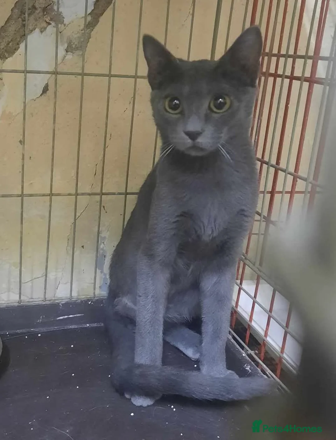 Mixed Breed cats for adoption: Super-cuddly, lively tripod looking for love - Advert 11