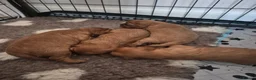 Cavalier King Charles Spaniel dogs for sale: KC REG. CAVALIER KING CHARLES PUPPIES  in Wakefield - Advert 2