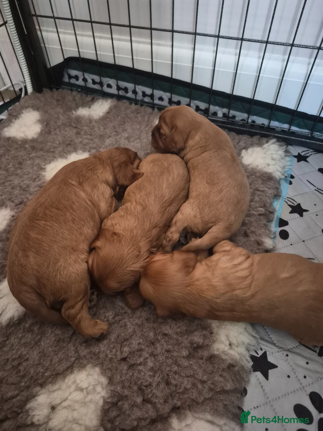 Cavalier King Charles Spaniel dogs for sale: KC REG. CAVALIER KING CHARLES PUPPIES  in Wakefield - Advert 2