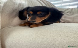 Miniature Dachshund dogs for sale: Minature dachshund  - Image 9