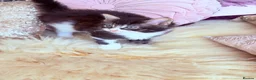 Domestic Shorthair cats for sale: Stunning British Tabby Kittens – Ready April 4th - Advert 17