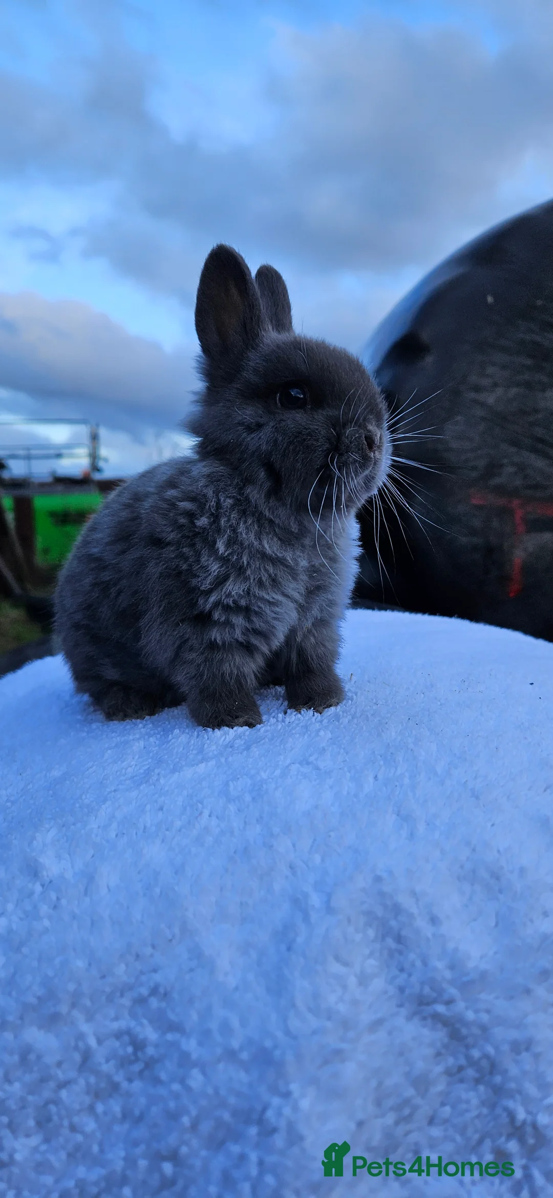 Netherland Dwarf rabbits for sale: Netherland Dwarf Buck 💙🐰 - Advert 4