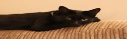 Mixed Breed cats for sale: Bella the black cat  - Advert 4