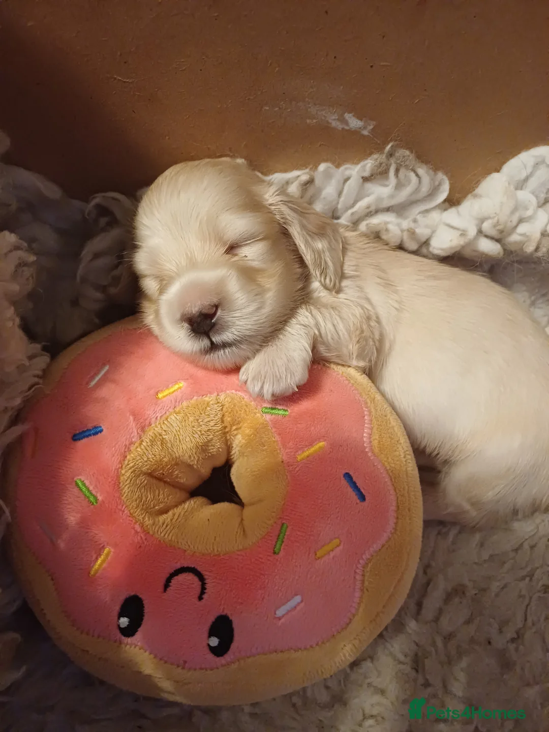 Miniature Dachshund dogs for sale: Miniature longhaired cream dachshund  - Advert 1