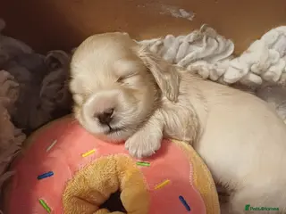 Miniature Dachshund dogs Miniature longhaired cream dachshund - Advert 16