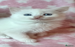 Ragdoll cats for sale: Stunning Ragdoll kittens super affectionate  - Image 25