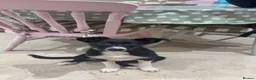 Border Collie dogs for sale: 7 month old girl full border collie  - Advert 4