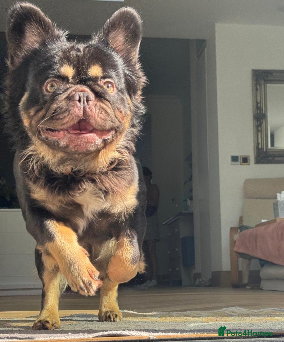 French Bulldog dogs for stud: PROVEN STUD Louis Isabella, Rojo Visual Fluffy in London - Image 3