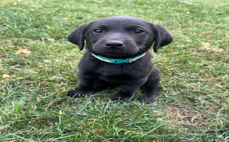 Labrador Retriever dogs - Advert 4