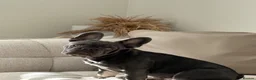 French Bulldog dogs for sale: French bulldog  - Advert 3