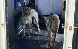 Mixed Breed dogs for sale: Lurcher Siblings - Image 10