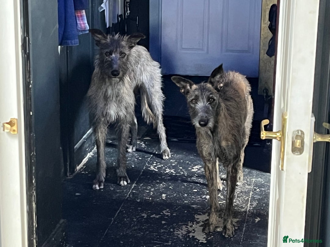 Mixed Breed dogs for sale: Lurcher Siblings - Image 10
